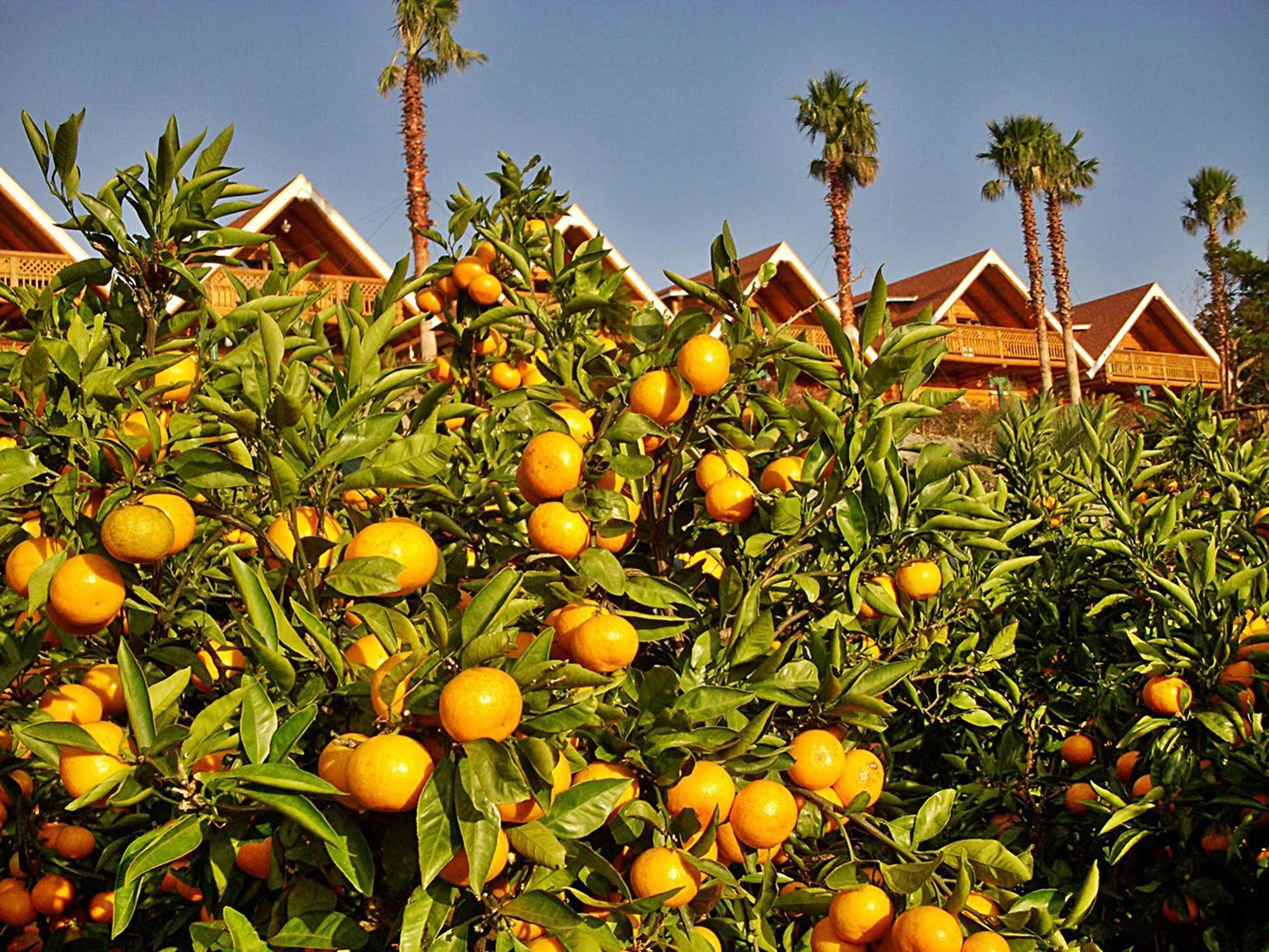 Jungmun Log Pension & Resort Seogwipo Zewnętrze zdjęcie